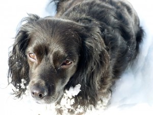 Nellie Snow Close Up